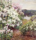 Metcalf Mountain Laurel